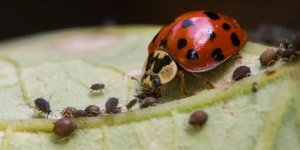 The most useful types of insects in a summer cottage (6 photos)