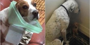 16 cute photos of dogs repenting of what they did (17 photos)