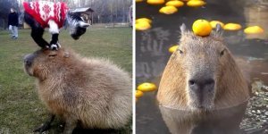 Спокойствие капибар передаётся даже через экран (18 фото)