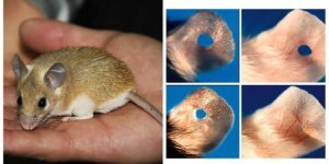 Перспективы восстановительной терапии через призму возможностей одной мыши (7 фото)