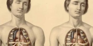 Революция в анатомии: органы и части тела человека, которые недавно обнаружили ученые (7 фото)