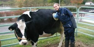 Why is the practice of “leaky cows” gaining momentum? (6 photos)