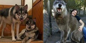 12 handsome dogs that have wolves as relatives (13 photos)