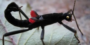 Чудеса природи: паличник кордильєрів (8 фото)