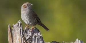 Лісова завірюха: «Дом-2» у світі птахів. Їхнє шлюбне життя перенасичене емоціями, потрясіннями та підступністю (9 фото)