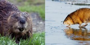 Ондатра: Американский грызун за 100 лет захватил всю Евразию. Какие козыри он использует? (8 фото)