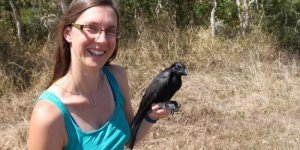 Новокаледонский ворон: птица, которая уделала по интеллекту даже обезьян (9 фото)