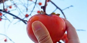 Японці їдять "какі" - значить настала осінь (24 фото)