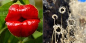 10 most unusual, rare and amazing plants (15 photos)