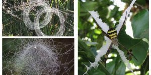 21 дивовижна павутина, яка заплете ваше серце ніжністю (21 фото)