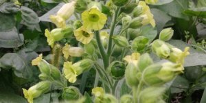 What regular vegetables and fruits look like before they reach our table (13 photos)