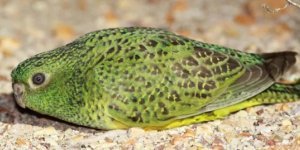 Земляной попугай: Отказался от полёта, а вокруг ядовитые хищники. Зато он научился бегать как псих (8 фото)