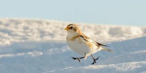Snow Bunting: Bullfinches are tropical birds compared to them. Settles so deep in the north as no land bird can (8 photos)