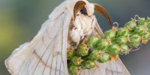 Тутовый шелкопряд: жизненный цикл и получение шелка (9 фото)